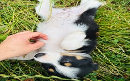 Border Collie dogs for sale: Gorgeous Tri colour border collie puppies  - Image 5