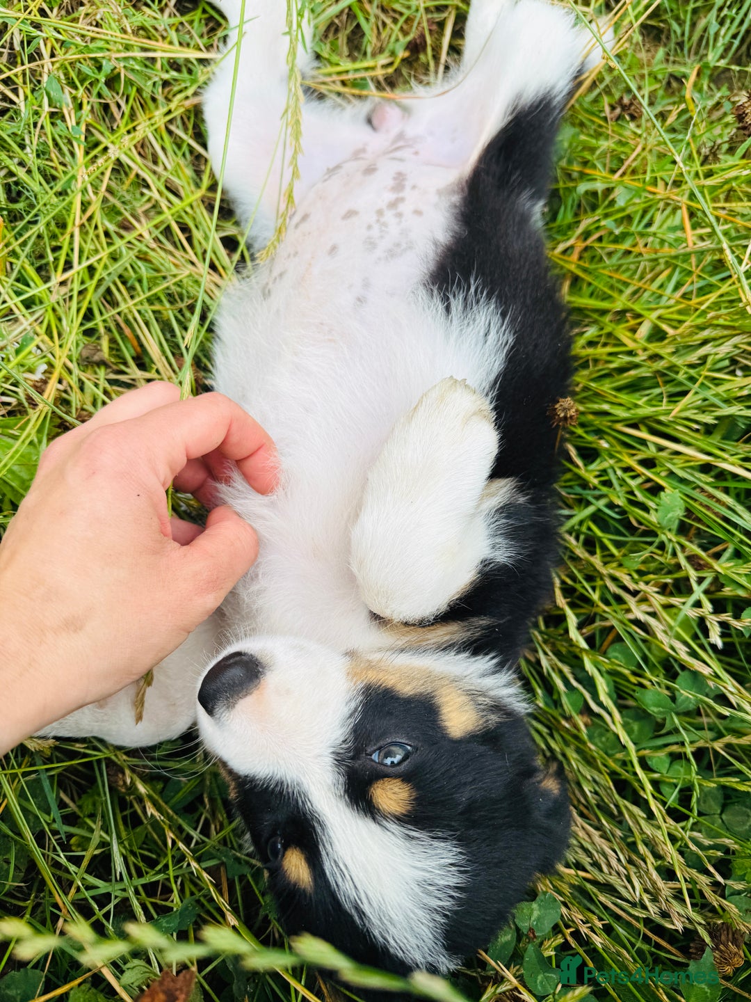 Border Collie dogs for sale: Gorgeous Tri colour border collie puppies  - Image 5