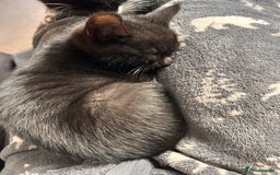 Mixed Breed cats for sale: Two male kittens  - Image 1