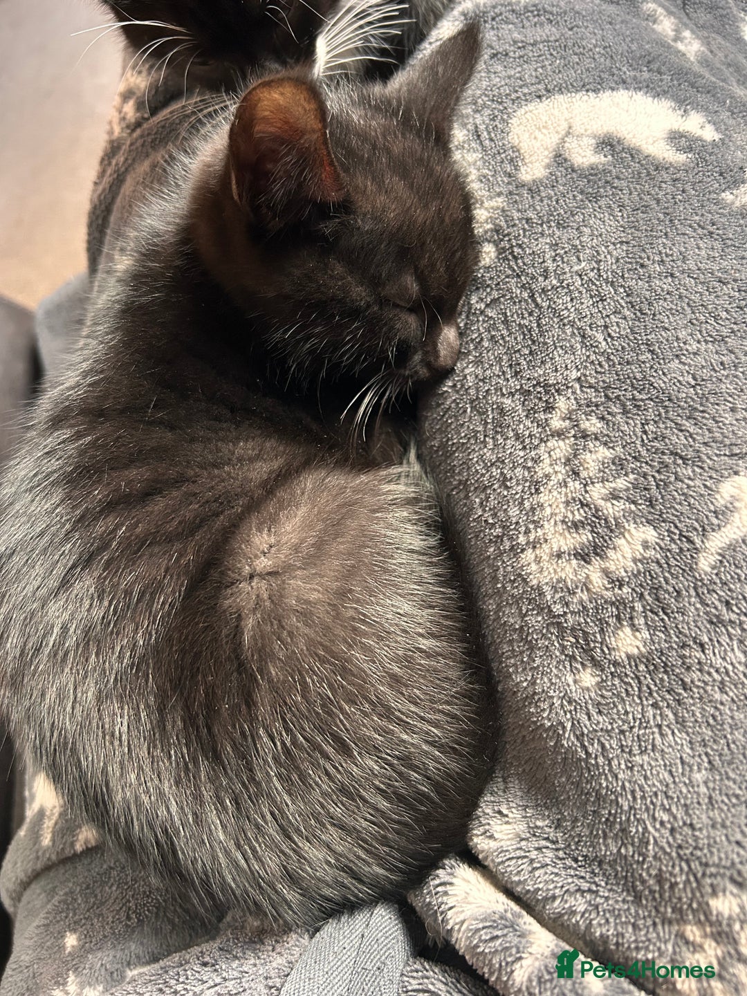 Mixed Breed cats for sale: Two male kittens  - Image 1