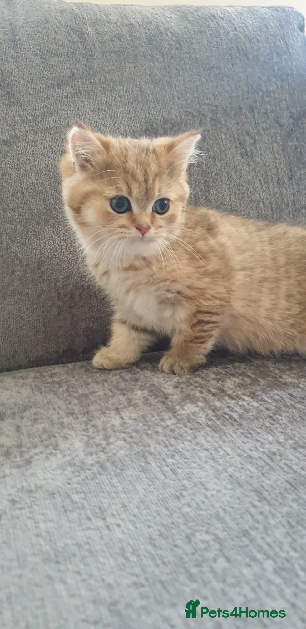 British Shorthair cats Stunning GCCF Golden British Shorthair Kitten. - Advert 2