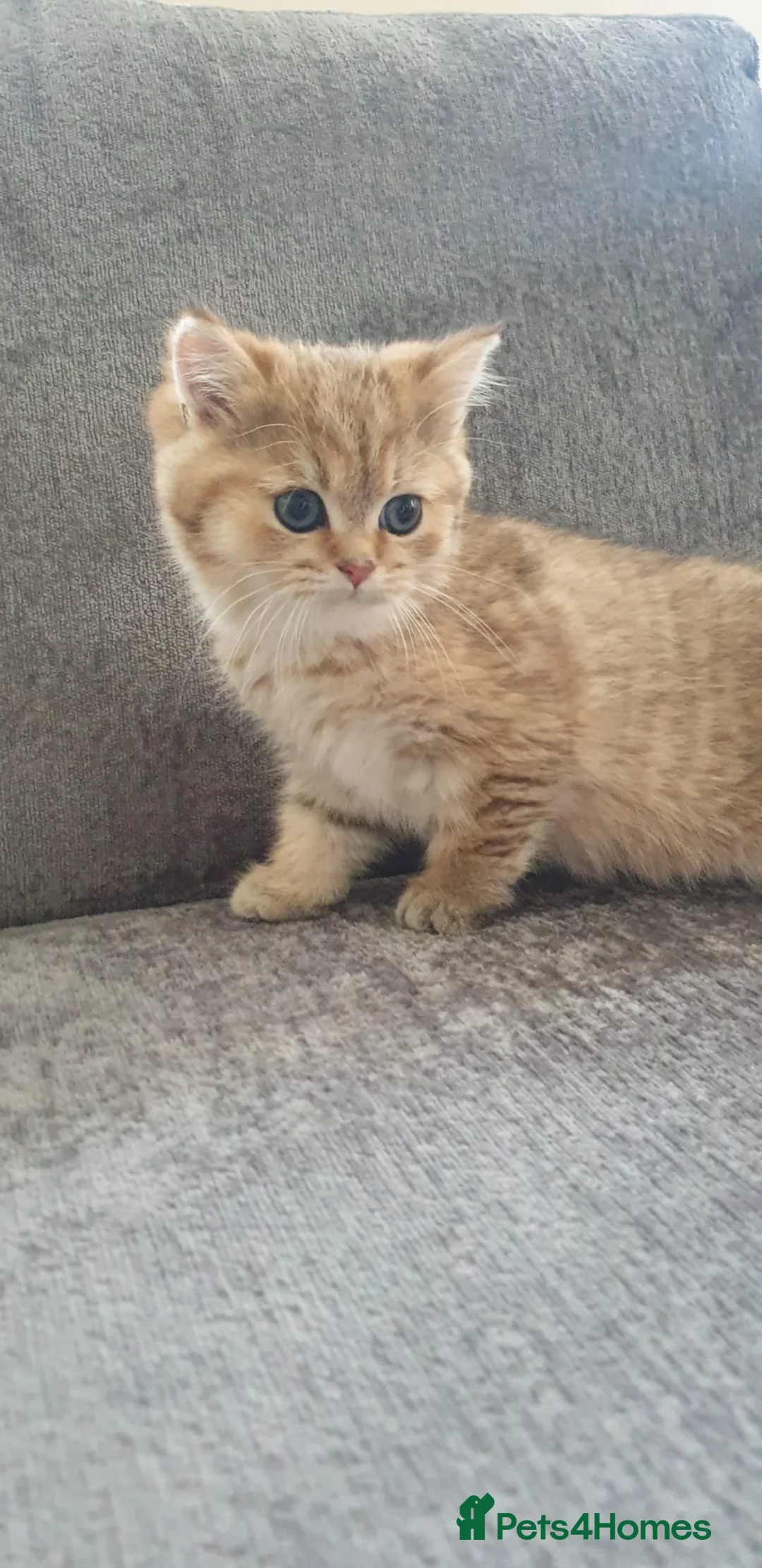British Shorthair cats for sale: Stunning GCCF Golden British Shorthair Kitten. - Advert 2