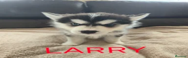 Larry