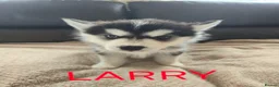 Utonagan dogs for sale: BEAUTIFUL MALAMUTE X SIBERIAN HUSKY PUPPIES - Advert 2