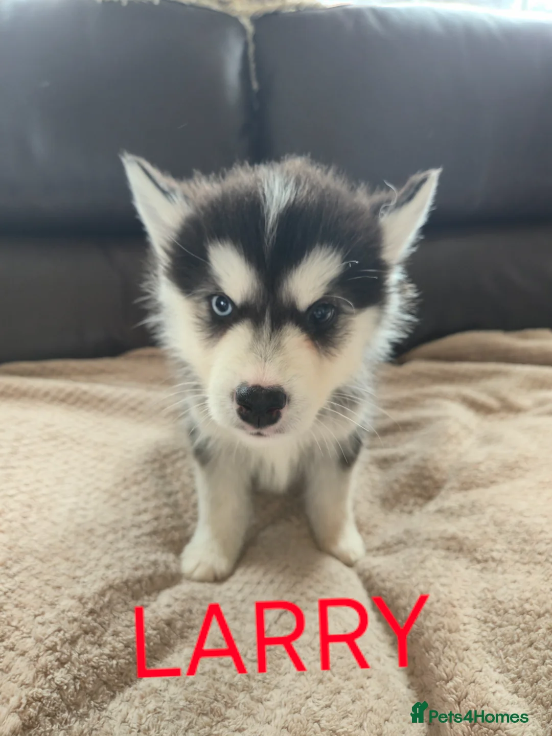 Utonagan dogs for sale: BEAUTIFUL MALAMUTE X SIBERIAN HUSKY PUPPIES - Advert 2