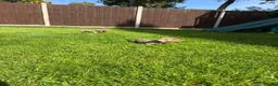 Miniature Dachshund dogs for sale: Miniature dachshund puppies! in Cranleigh - Advert 15