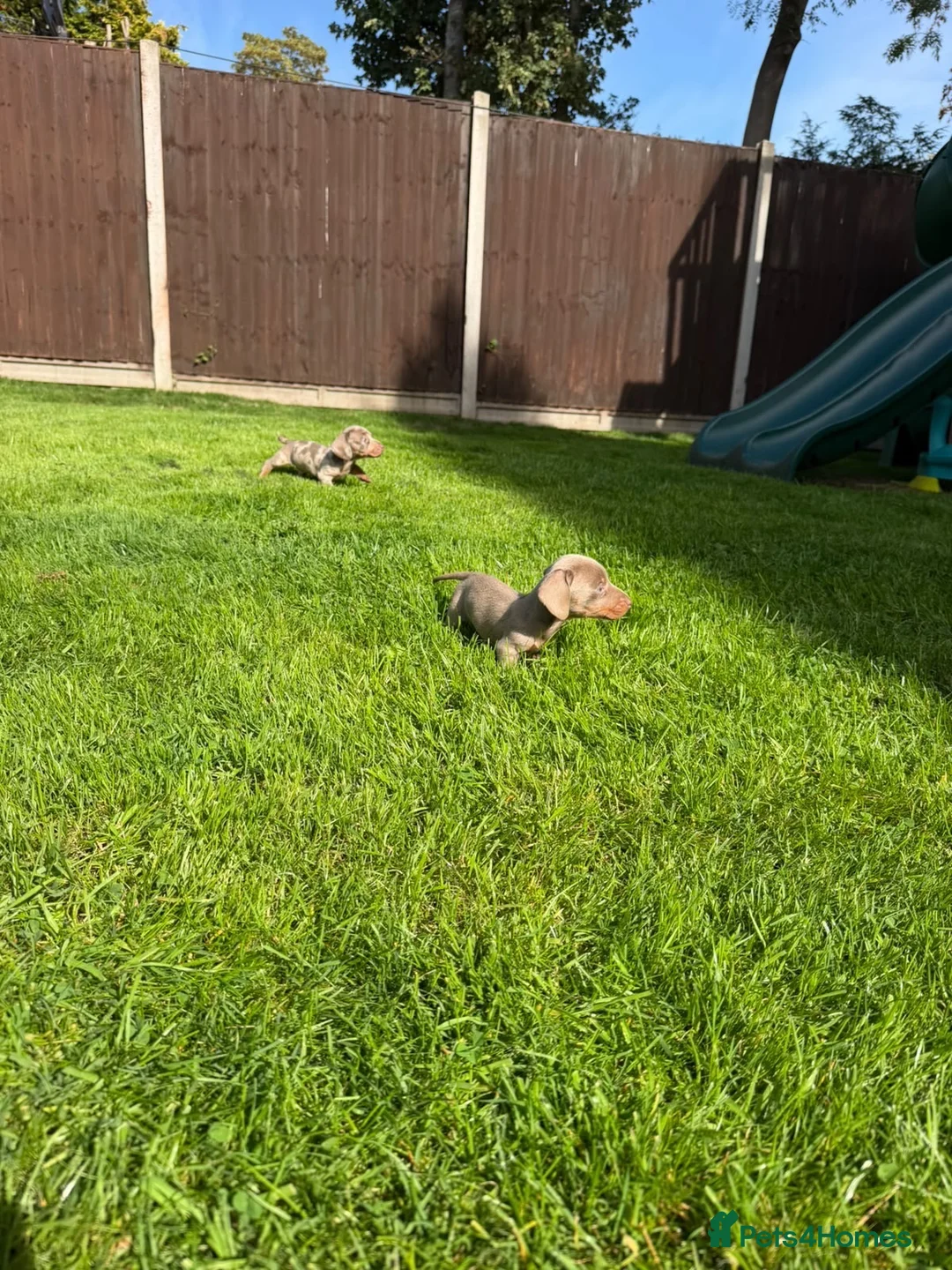 Miniature Dachshund dogs for sale: Miniature dachshund puppies! in Cranleigh - Advert 15
