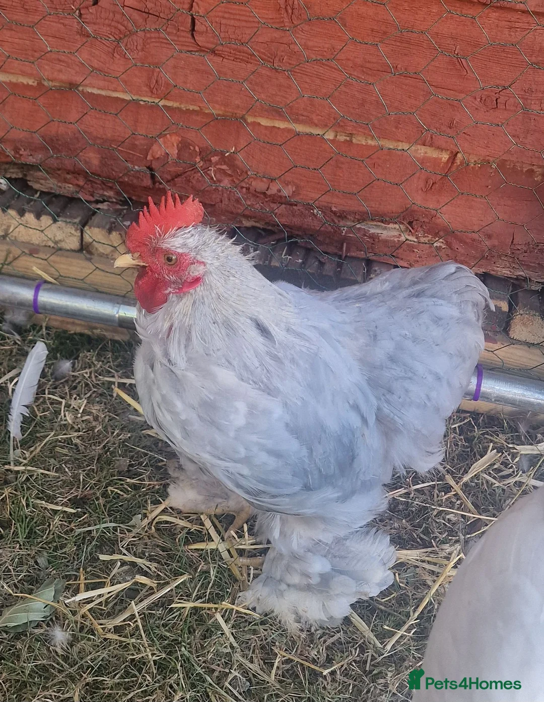 Chickens poultry for sale: Lavender pekin bantam cockeral - Advert 2