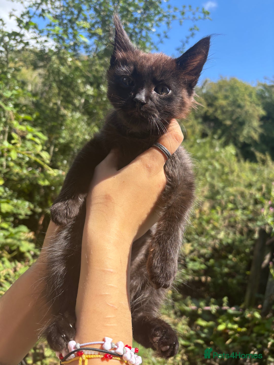 British Longhair cats for sale: Kitten  - Image 1