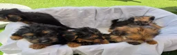 Mixed Breed dogs for sale: Borderpoo vet checked, 1st cross puppies - Advert 16