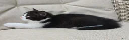 British Shorthair cats for sale: Stunning British Shorthair Kittens  - Advert 8