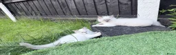 Ragdoll cats for sale: Ragdoll kittens 2 girls 1 boy - Advert 11