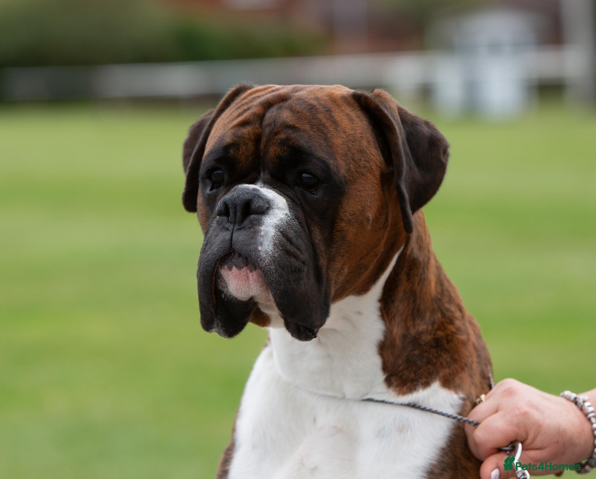 Boxer dogs CHAMPION B&W Boxer Dog HT1 Sires Reds & Brindles - Advert 3