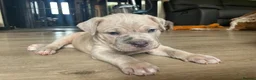 Mixed Breed dogs for sale: Mastiff X puppies [Merle] - Advert 8