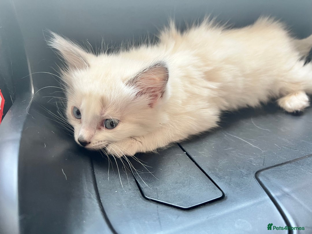 Ragdoll cats for sale: Ragdoll Kittens - Image 7