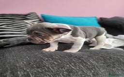 French Bulldog dogs for sale: KC Registered Frenchies ONLY 3 LEFT - Image 23