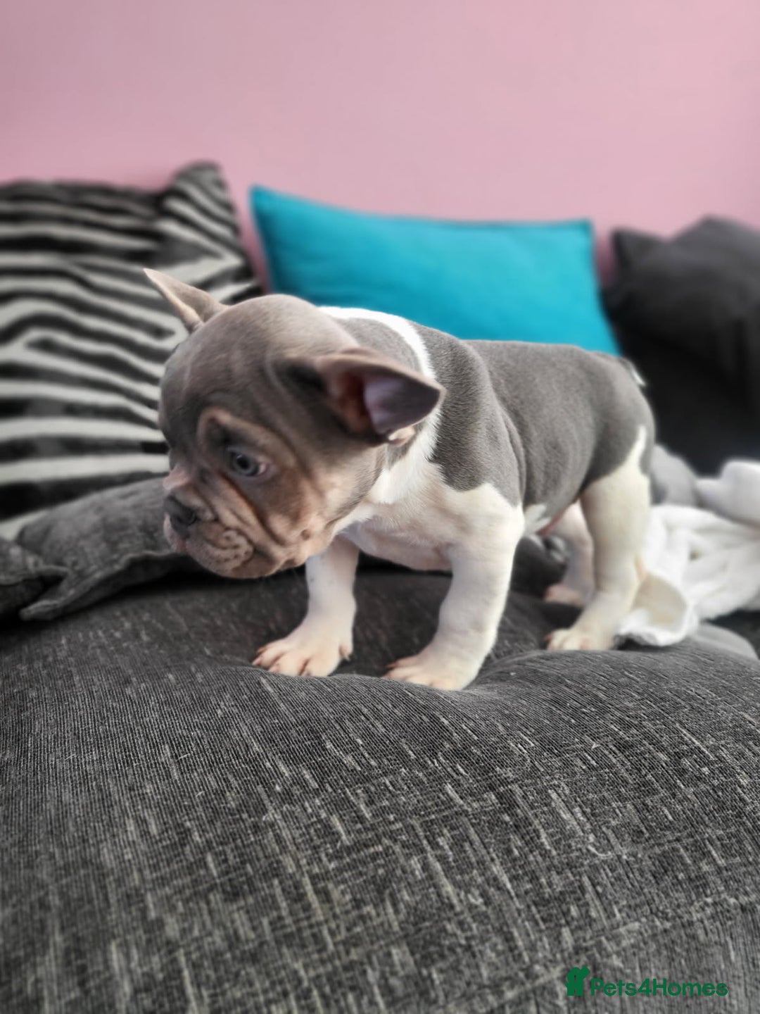 French Bulldog dogs for sale: KC Registered Frenchies ONLY 3 LEFT - Image 23
