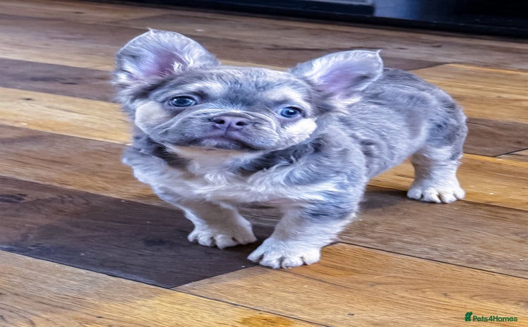 French Bulldog dogs - Advert 2