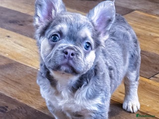 French Bulldog dogs - Advert 7