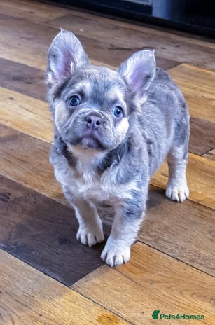 French Bulldog dogs - Advert 3