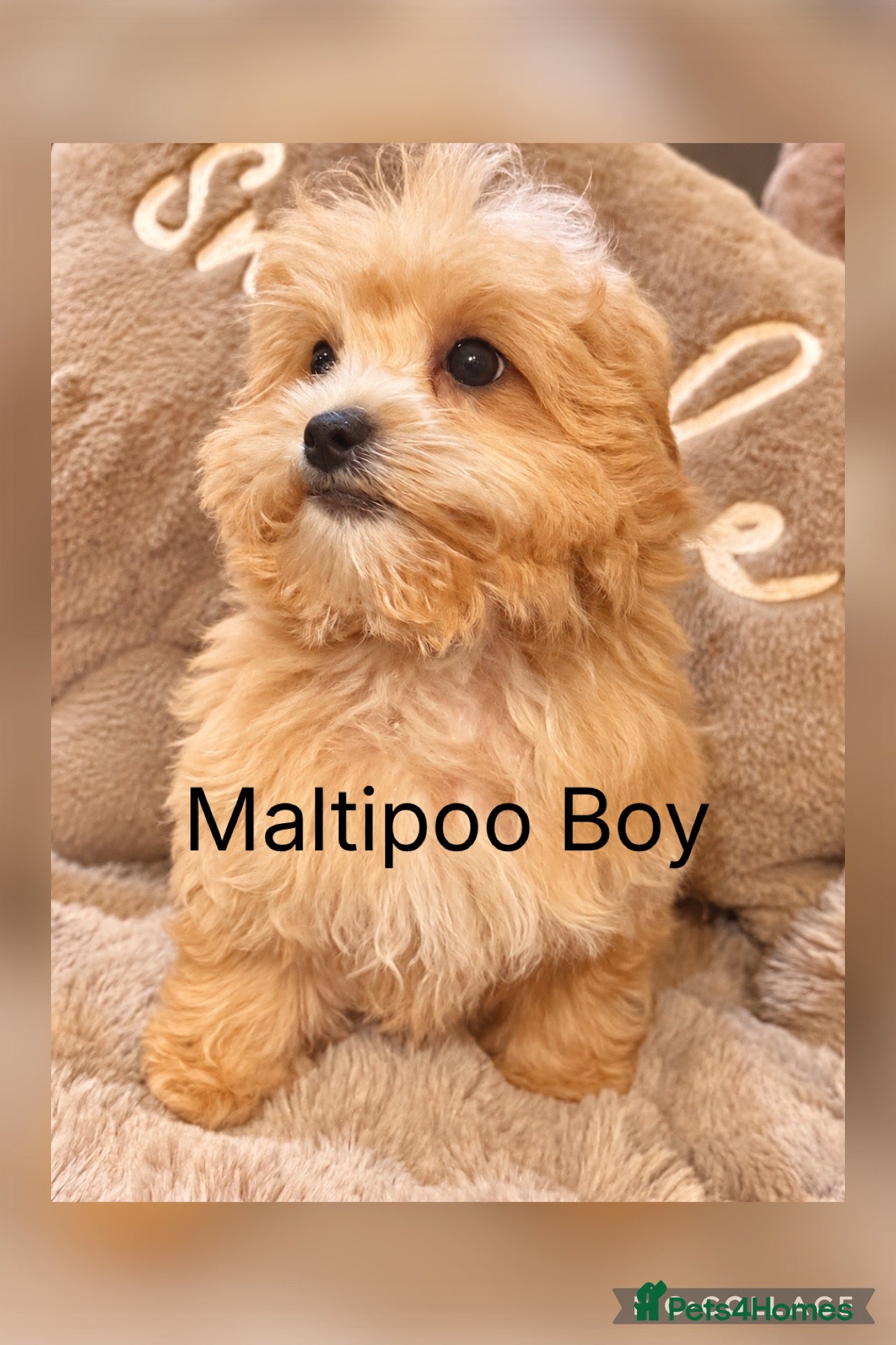Maltipoo dogs Maltipoo Baby Boys  - Advert 2