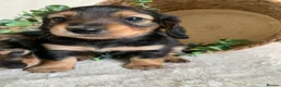 Miniature Dachshund dogs for sale: DNA TESTSED LONGHAIR MINI DACHSHUND  - Advert 4