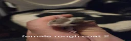 Rat rodents for sale: Dumbos and fancy rats ready now.  - Advert 8