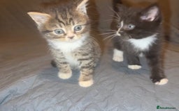Ragdoll cats for sale: Ragdoll Kittens  - Image 1