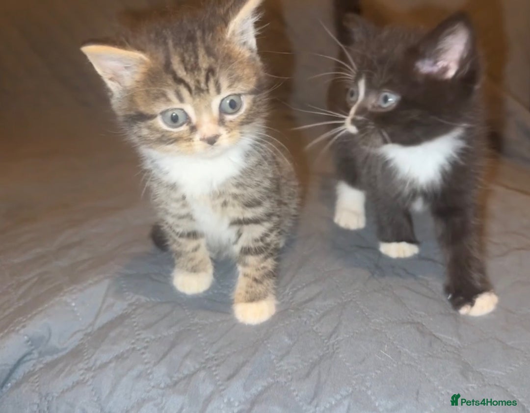 Ragdoll cats for sale: Ragdoll Kittens  - Image 1