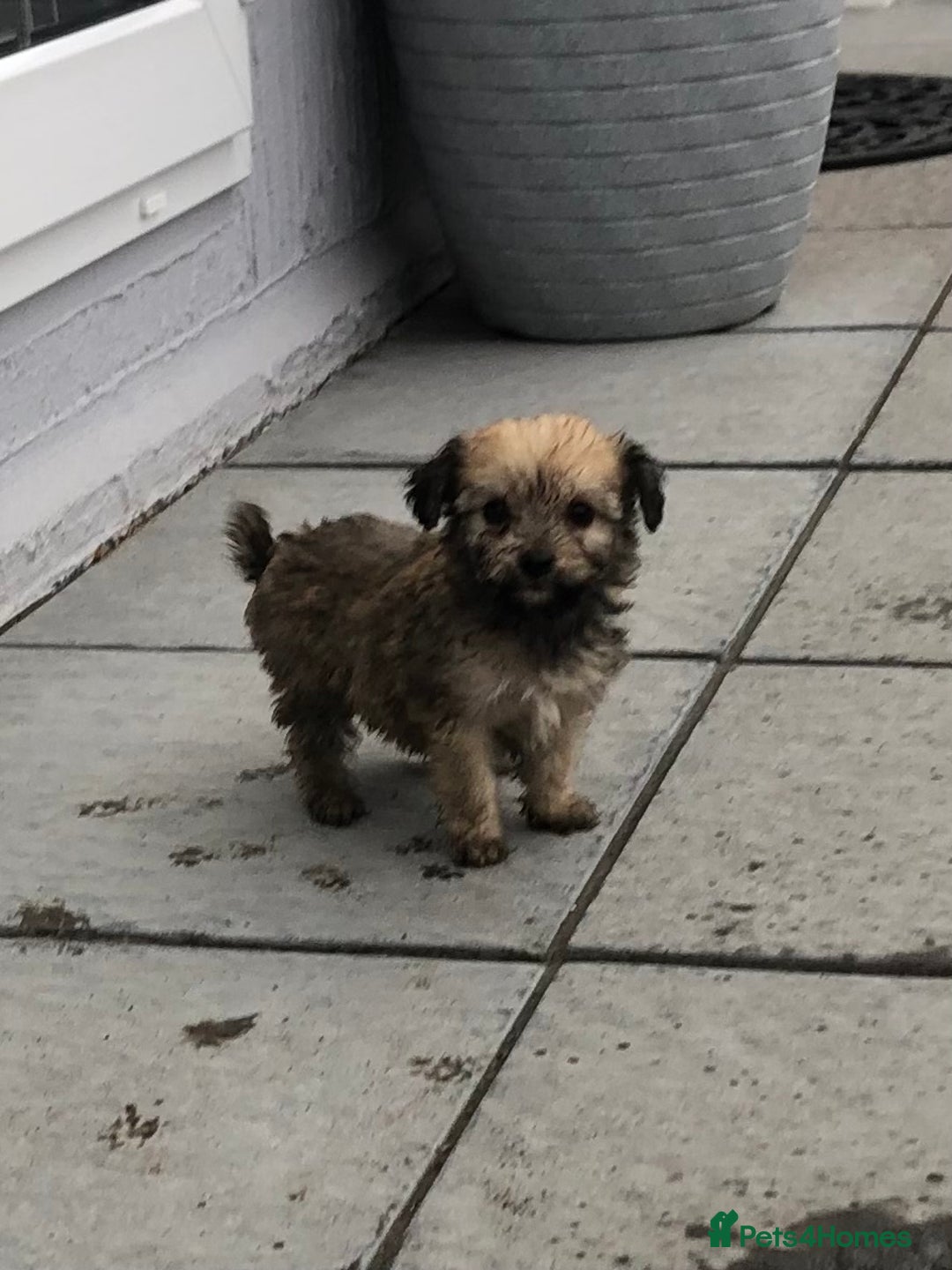 Jackapoo dogs for sale: 6 beautiful jackapoo pups - Image 15