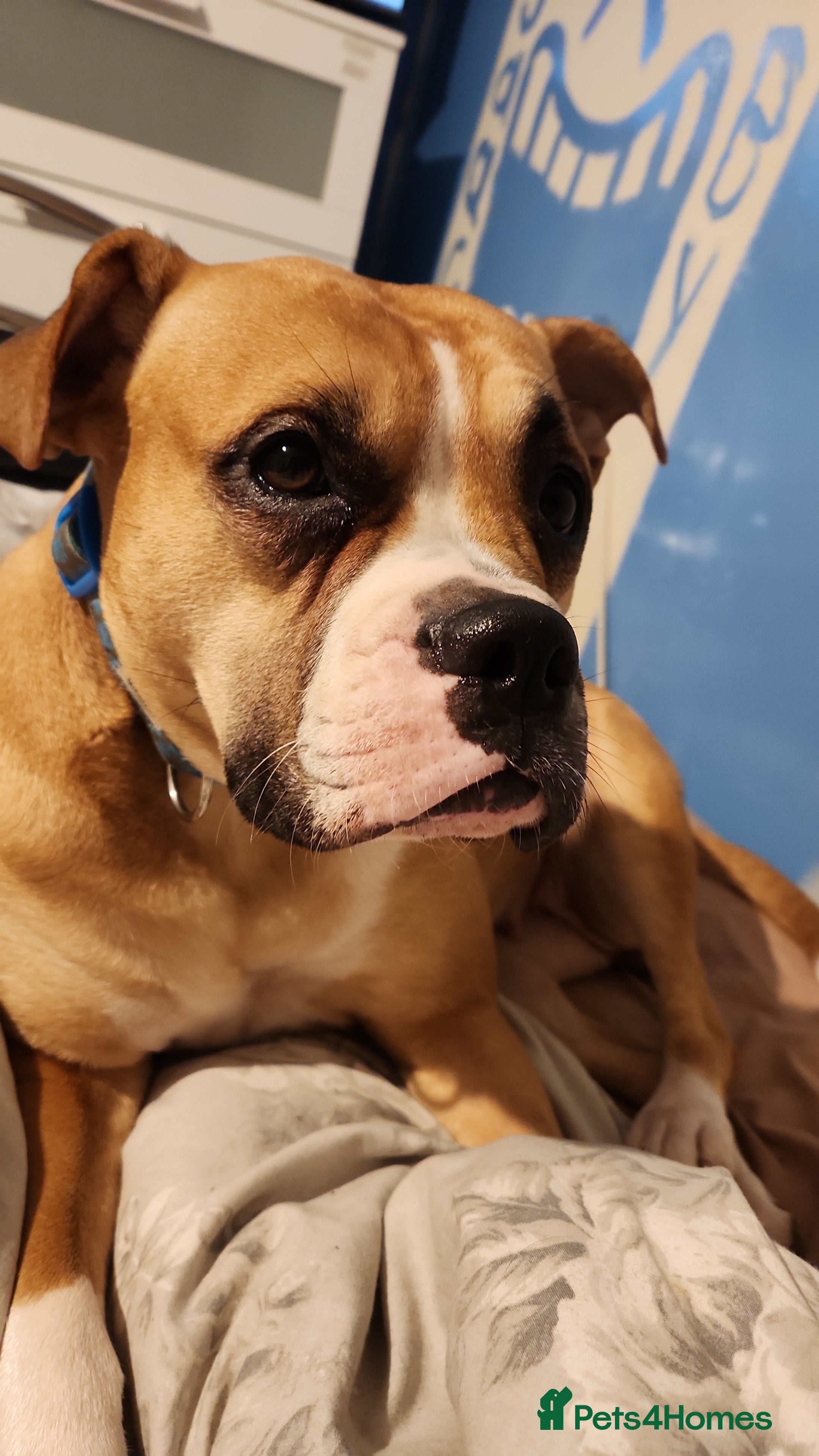 Mixed Breed dogs Boxer x cane corso  - Advert 1