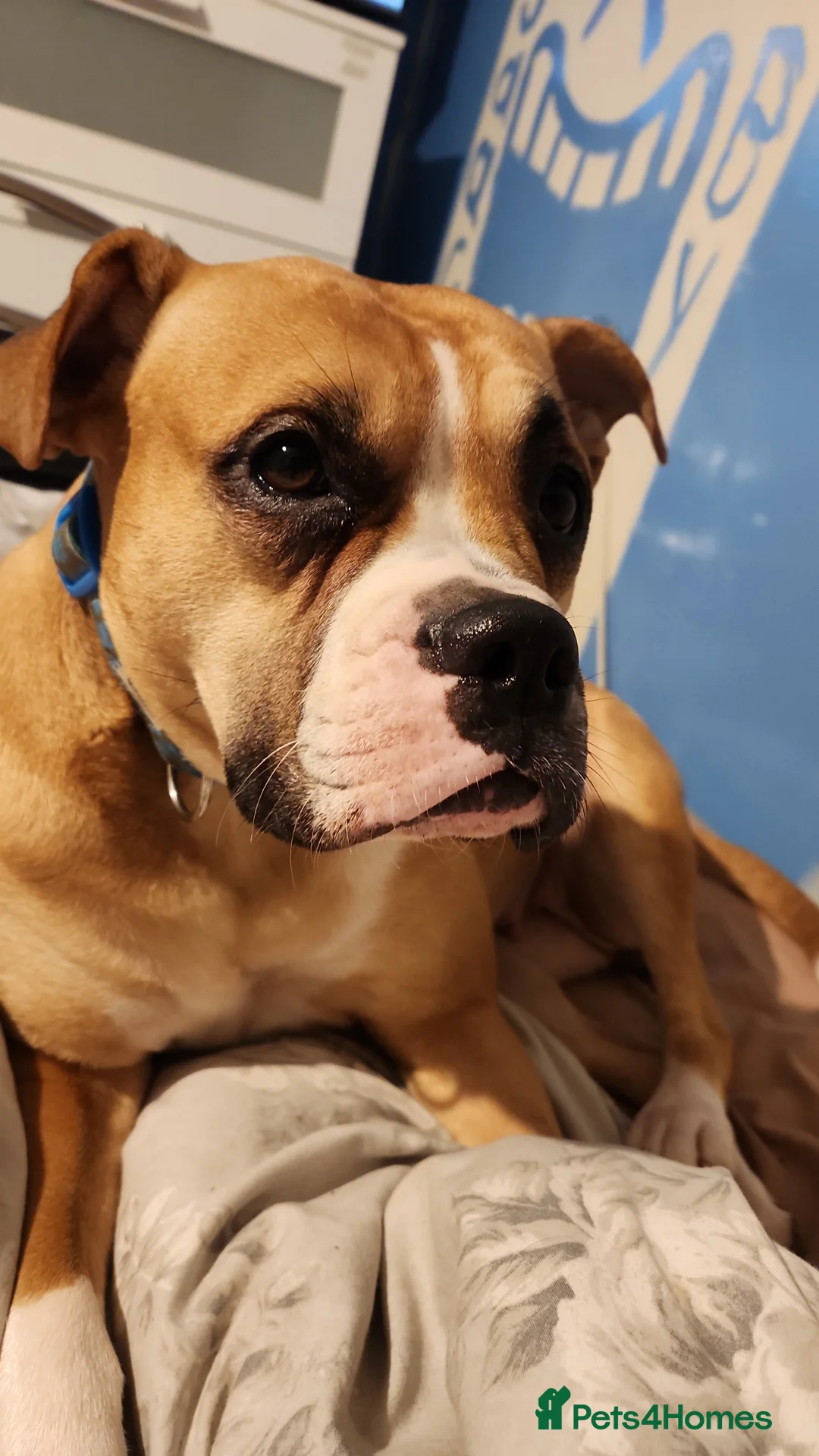 Mixed Breed dogs for sale: Boxer x cane corso  in Birmingham - Advert 1