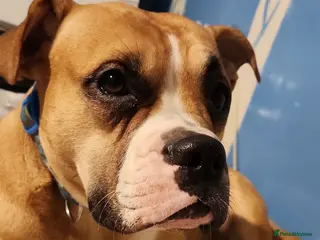 Mixed Breed dogs Boxer x cane corso - Advert 3