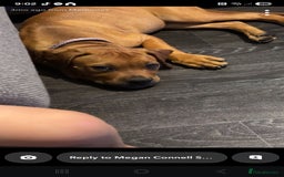 Mixed Breed dogs for sale: French x English mastiff  - Image 6