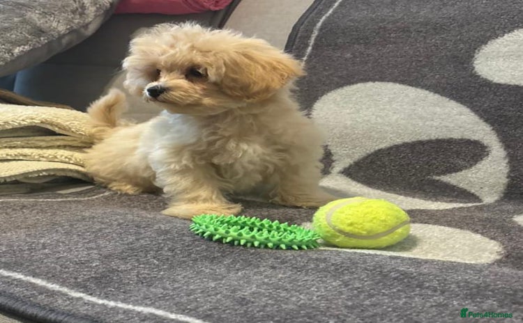 Maltipoo dogs - Advert 3
