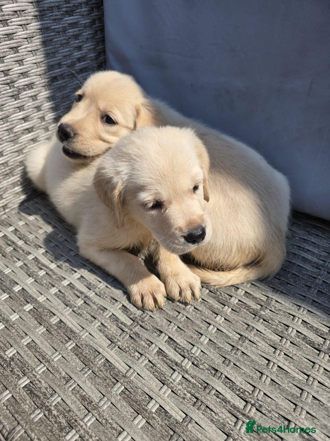 Goldador dogs for sale: Goldador puppy's  - Advert 7