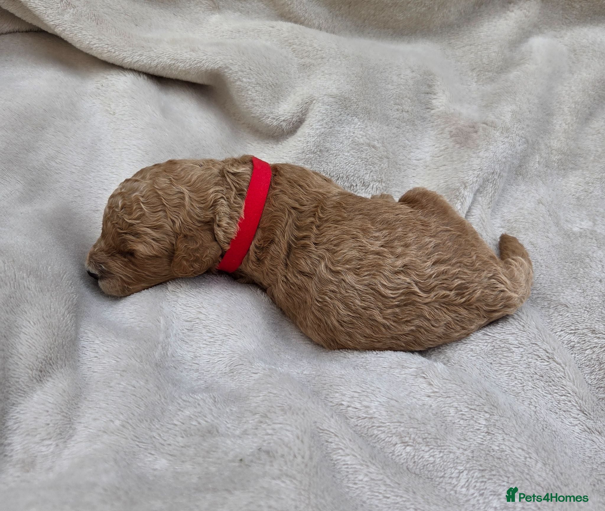 Cockapoo dogs Georgious Cockapoo Puppies For Sale  - Advert 2