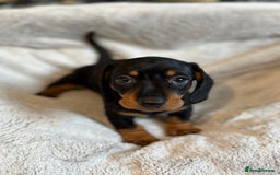 Miniature Dachshund dogs for sale: Adorable Miniature Dachshund Puppies - Image 25