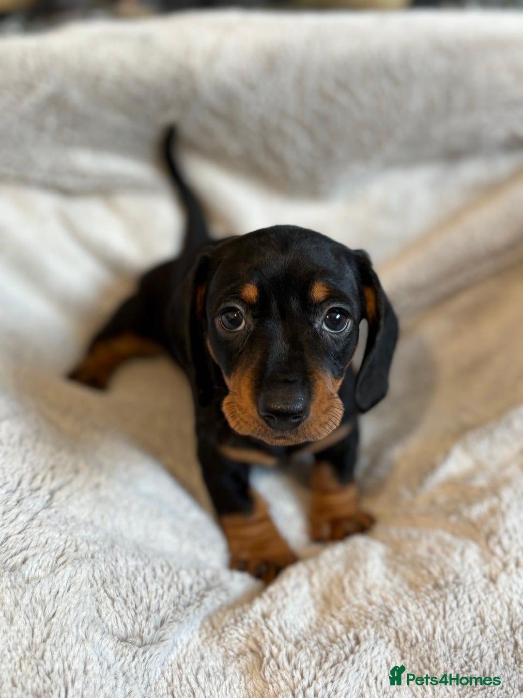 Miniature Dachshund dogs for sale: Adorable Miniature Dachshund Puppies - Image 25
