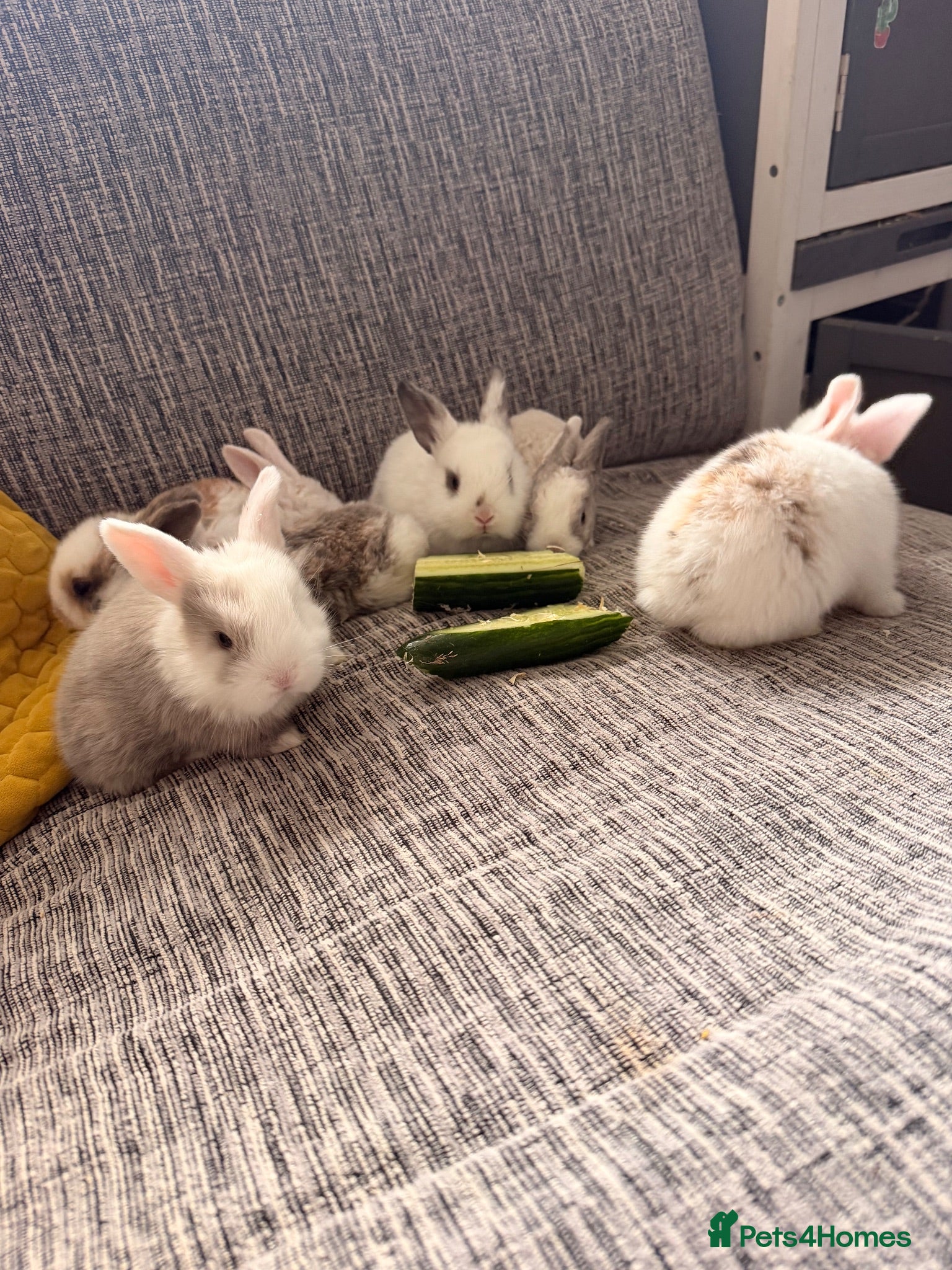 English Lop rabbits Baby bunnies for sale - Advert 18