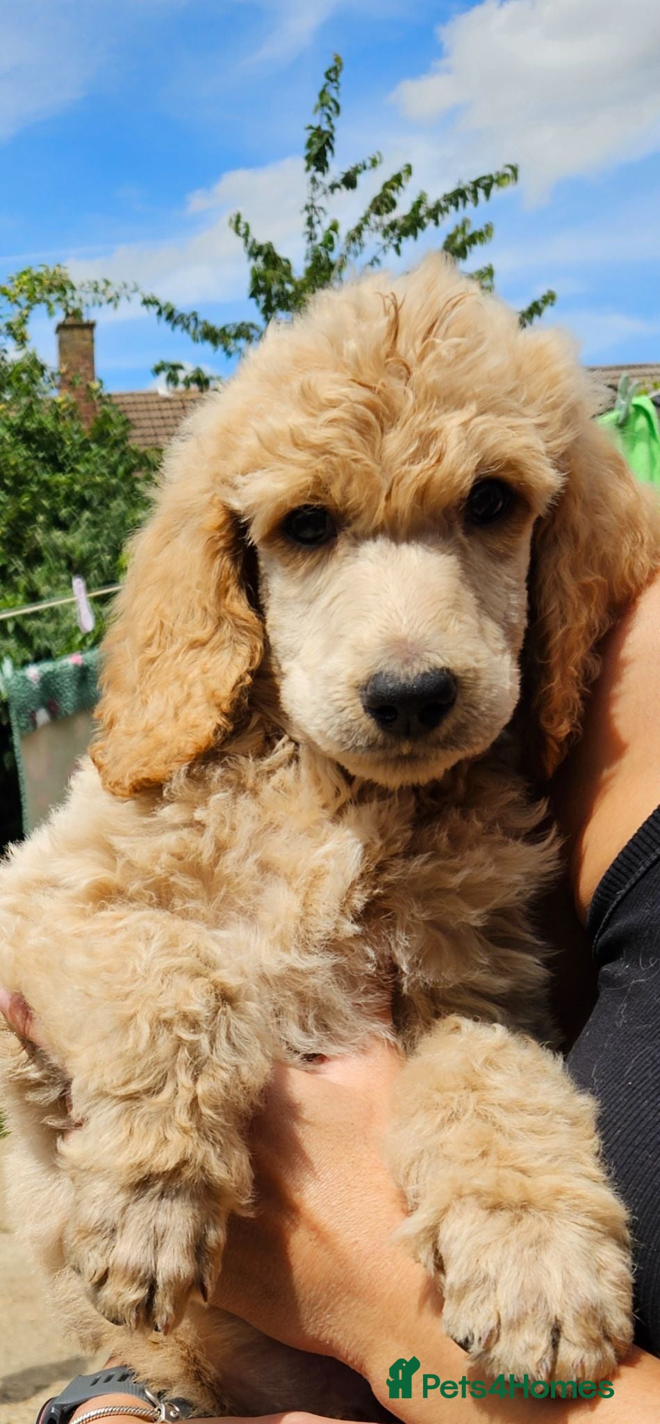Standard Poodle dogs 🩵Standard poodle boys🩵 - Advert 2