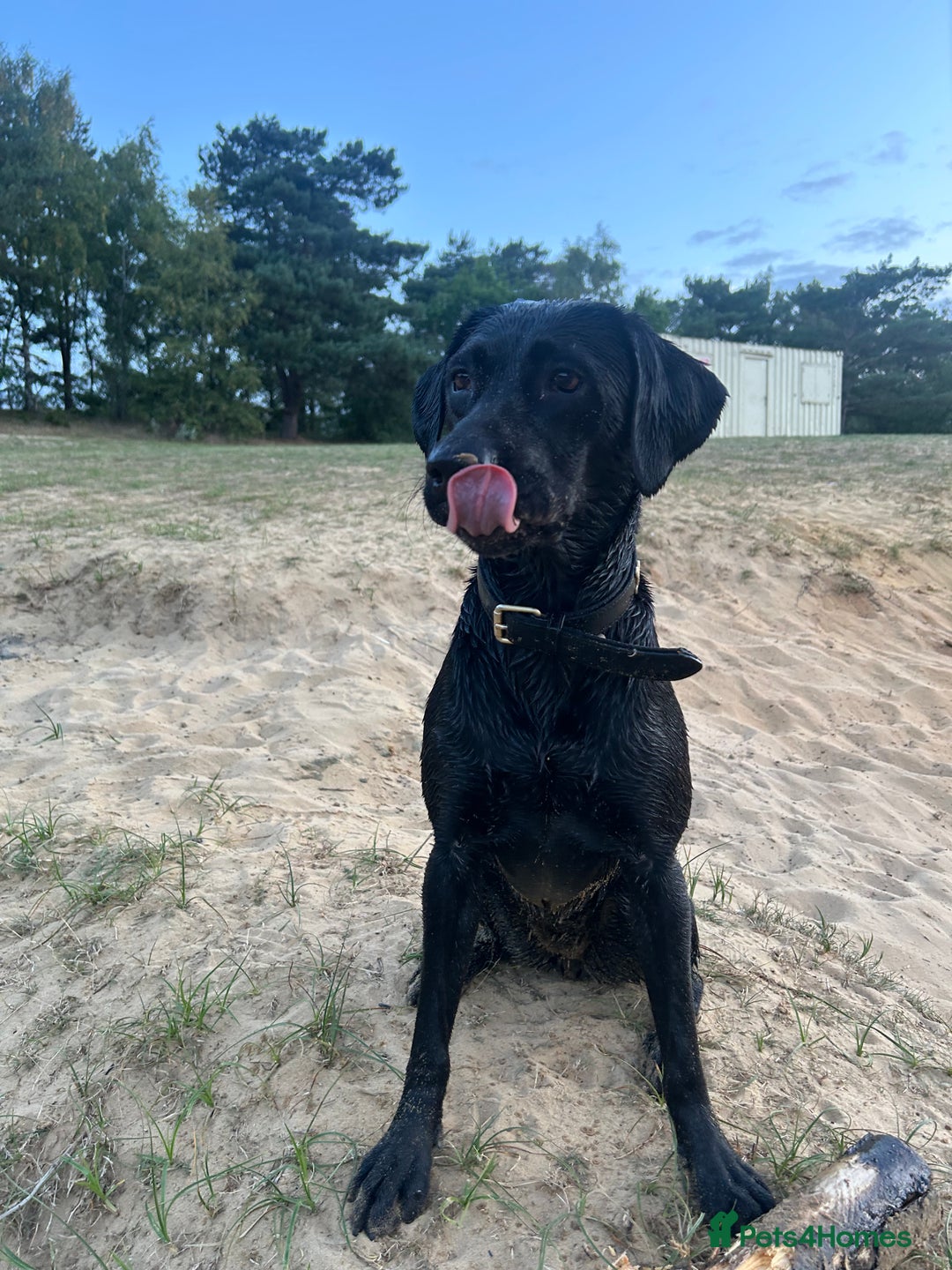 Mixed Breed dogs for sale: 1 year old black female black Labrador mix  - Image 16