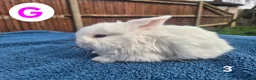 Mini Lop rabbits for sale: 3 x litters of gorgeous mini lop babies - Advert 12