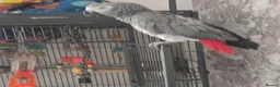 Parrots birds for sale: Africa gray  in Liverpool - Advert 4