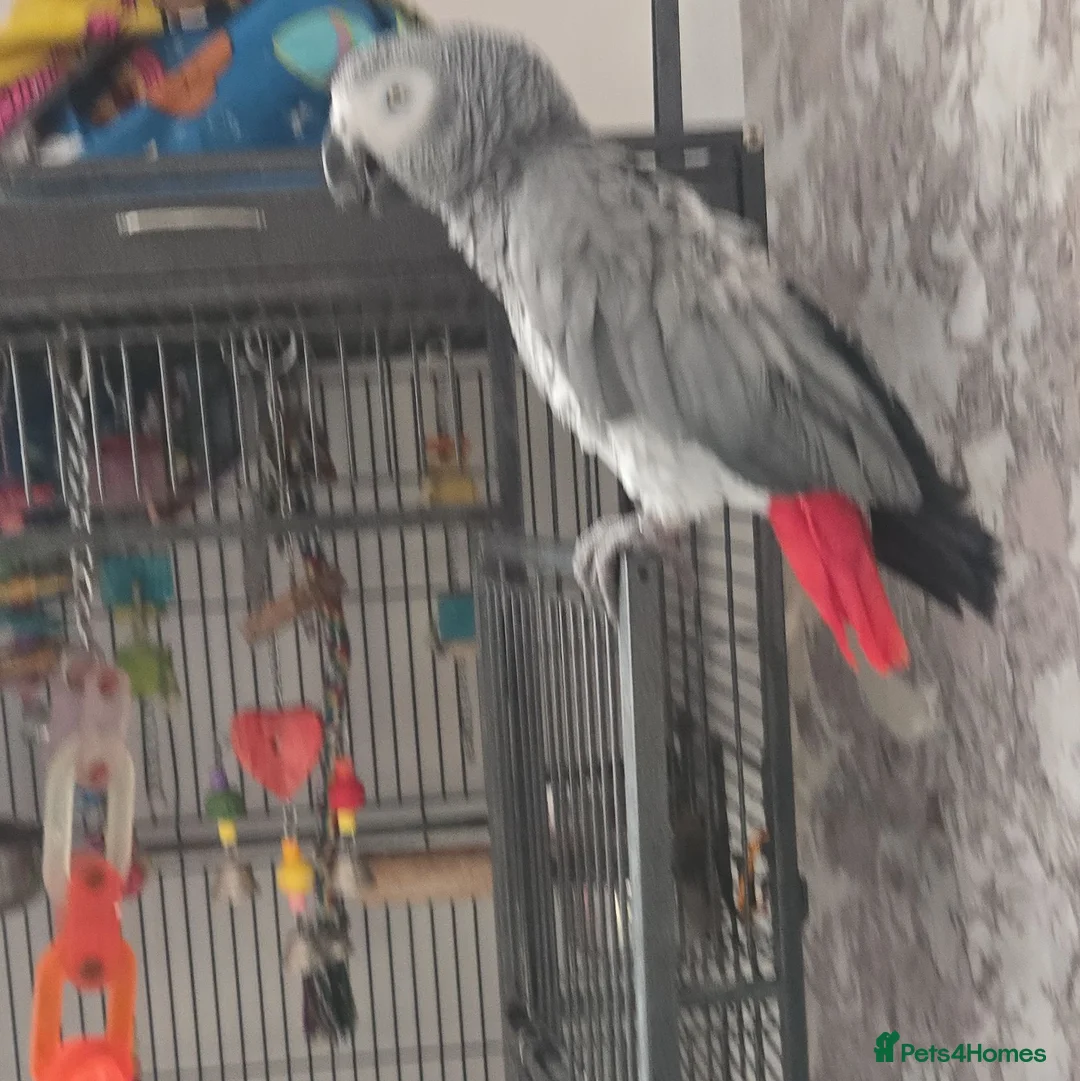 Parrots birds for sale: Africa gray  in Liverpool - Advert 4
