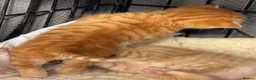 Mixed Breed cats for sale:  Gorgeous Tiger Pattern Mackerel Tabbies - Advert 3