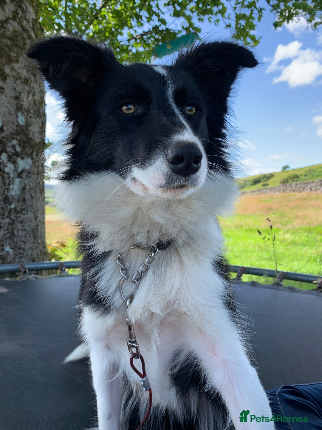 Border Collie dogs for sale: Border collies for sale - Advert 4