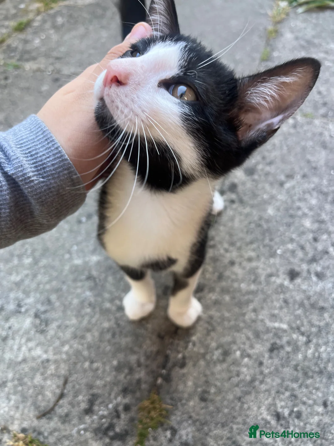 Mixed Breed cats for sale: Cuddly kitten - Advert 1