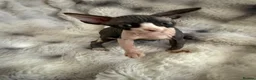 Sphynx cats for sale: Sphynx canadian kittens ready niw  - Advert 21