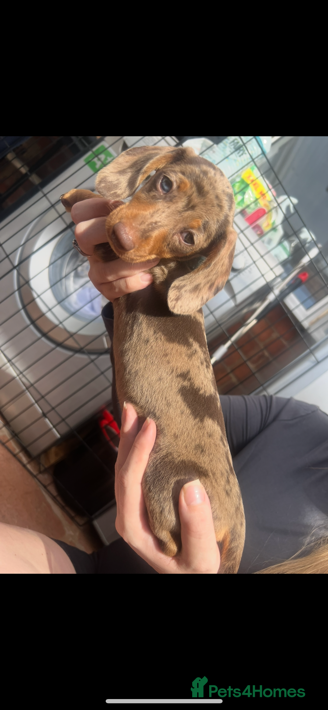 Dachshund dogs for sale: READY TO GO Dachshund Puppies dapple+chocolate - Image 29